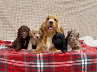 Cockapoo dogs STUNNING COCKAPOO PUPPIES READY NOW - Advert 6
