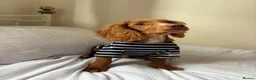 Cocker Spaniel dogs for sale: Rudy - male, 18 months old. in Ilkley - Advert 10