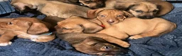 Jackshund dogs for sale: Four beautiful girls ready for their forever home  in Milford Haven - Advert 8