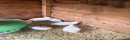Mixed Breed birds for sale: Female English white quail £8 each  in Wolverhampton - Advert 2
