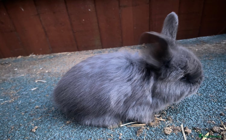 Angora rabbits - Advert 4