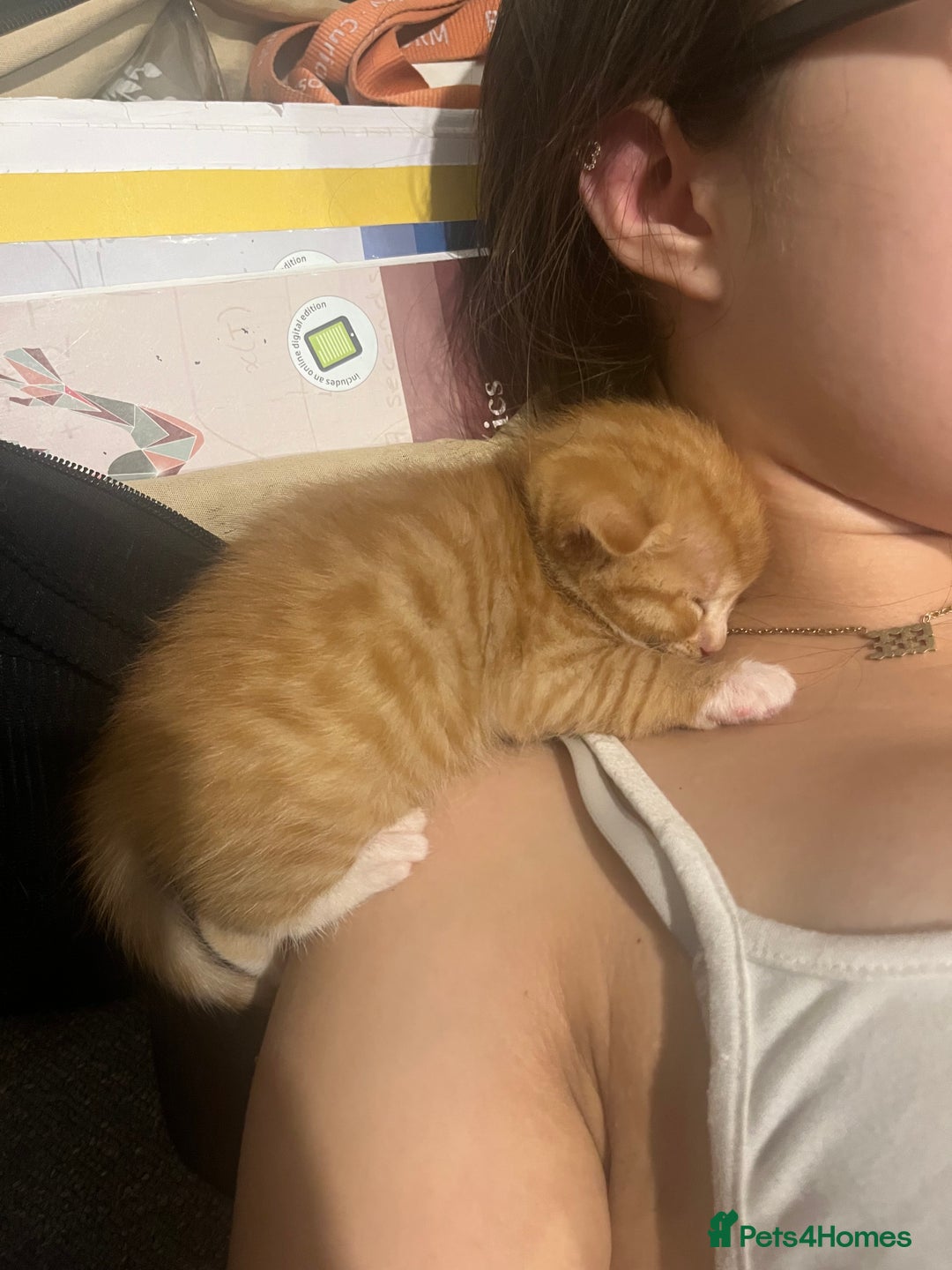 Mixed Breed cats for sale: Orange kitties 💕🍊 - Advert 8