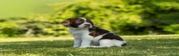 English Springer Spaniel dogs for sale: Fourth generation home bred puppies. in Whitchurch - Advert 9