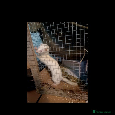 Ferret rodents - Advert 15