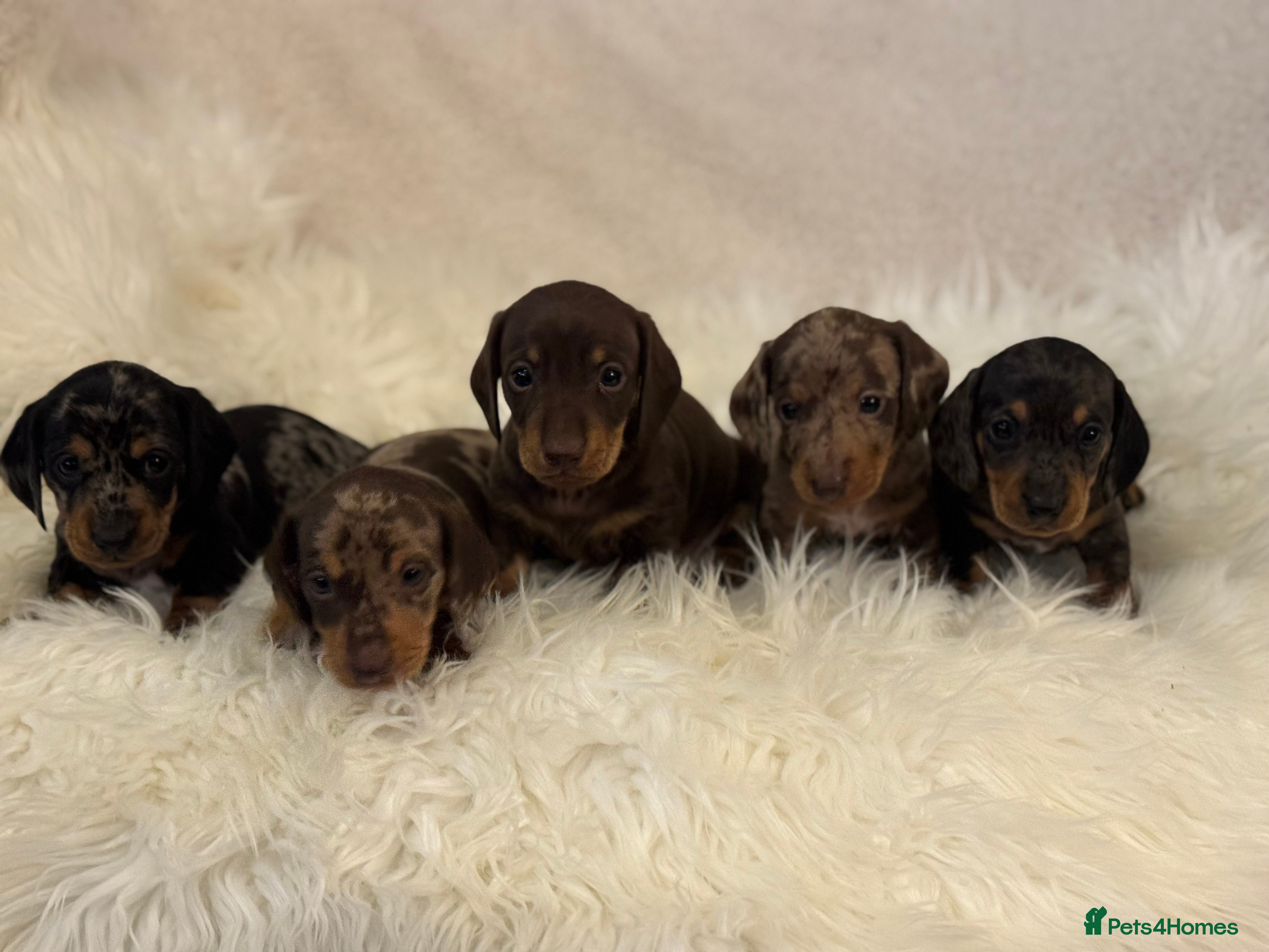 Miniature Dachshund dogs KC registered Miniature Dachshund puppies - Advert 16