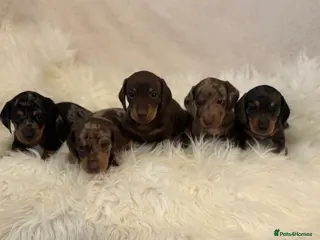 Miniature Dachshund dogs KC registered Miniature Dachshund puppies - Advert 16