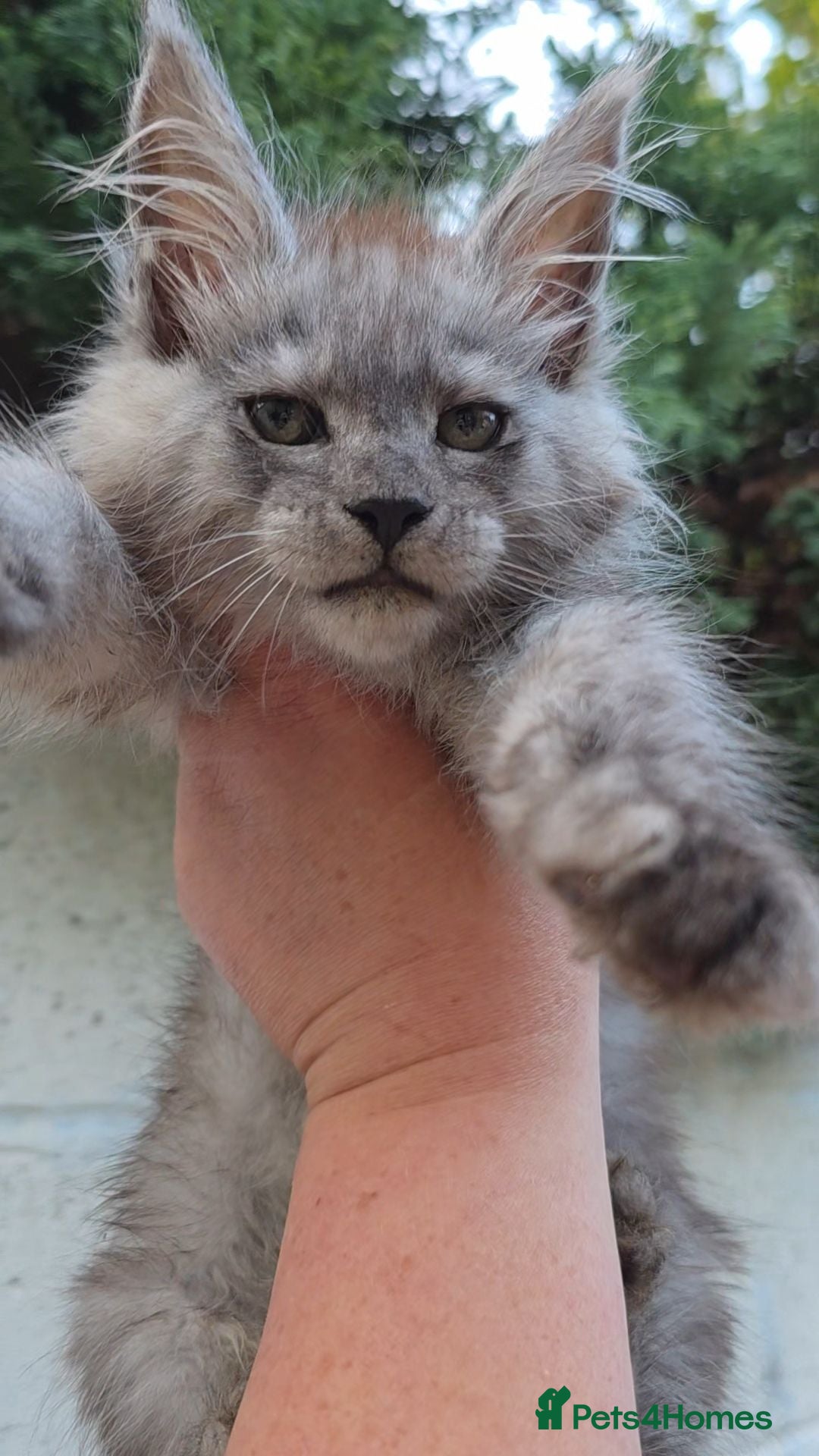 Maine Coon cats ✅✅❤️Show Quality Registered Maine Coon Kittens❤️✅✅ - Advert 2