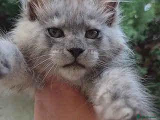 Maine Coon cats ✅✅❤️Show Quality Registered Maine Coon Kittens❤️✅✅ - Advert 2