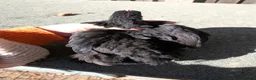 Chickens poultry for sale: Rare colour laced cockerels - free - Advert 16