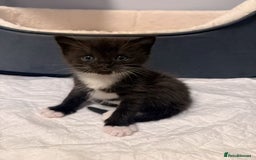 Mixed Breed cats for sale: Two Cow Cat for SALE - Image 8