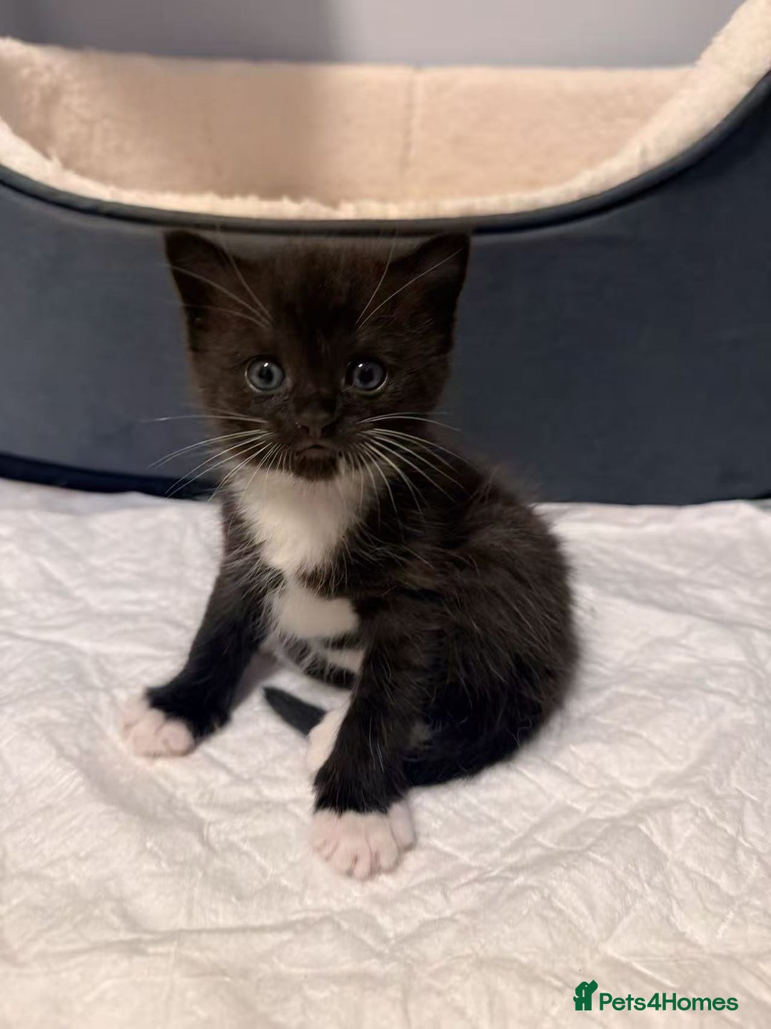 Mixed Breed cats for sale: Two Cow Cat for SALE - Image 8