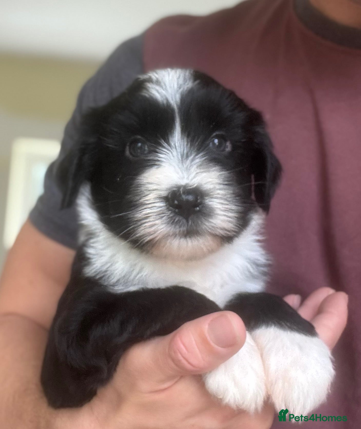 Tibetan Terrier dogs Beautiful KC reg Tibetan terrier puppies  - Advert 1