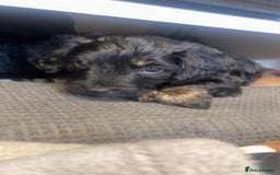 Cockapoo dogs for sale: Beautiful F1B Cockerpoos🐶 - Image 24