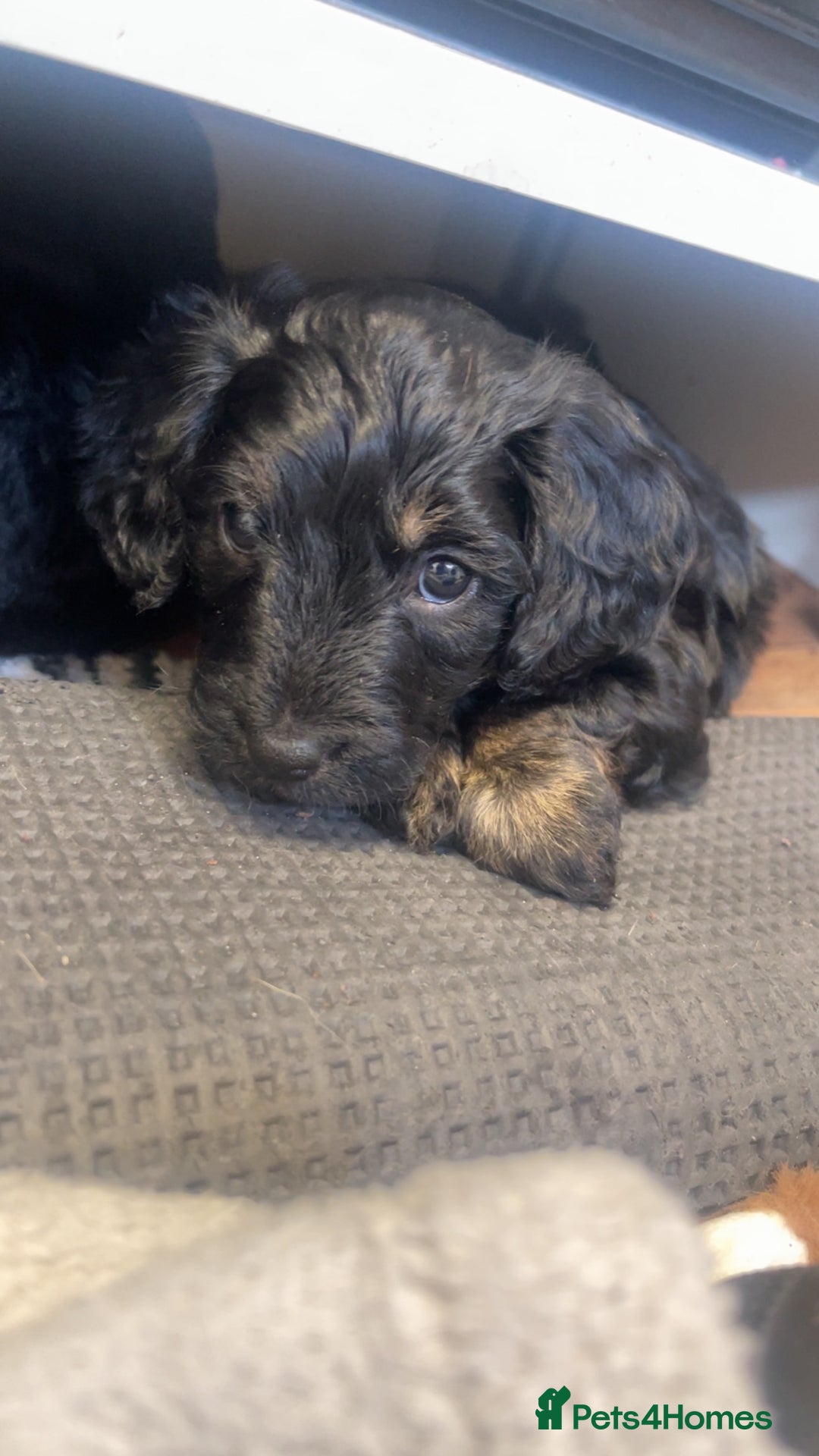 Cockapoo dogs for sale: Beautiful F1B Cockerpoos🐶 - Image 24