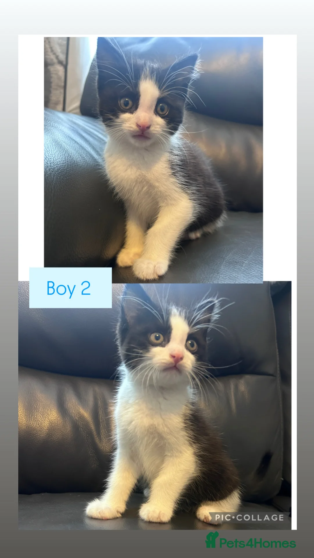 Mixed Breed cats for sale: 4 Gorgeous kittens for sale. - Advert 2