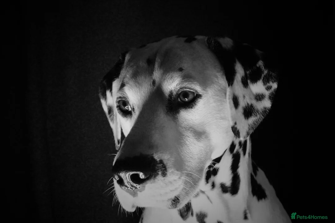 Dalmatian dogs for stud: WINNER AT CRUFTS 2020 PROVEN AND HEALTH TESTED in Aberdare - Advert 10