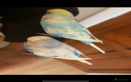 Mixed Breed birds for sale: Cute Birds - Image 14