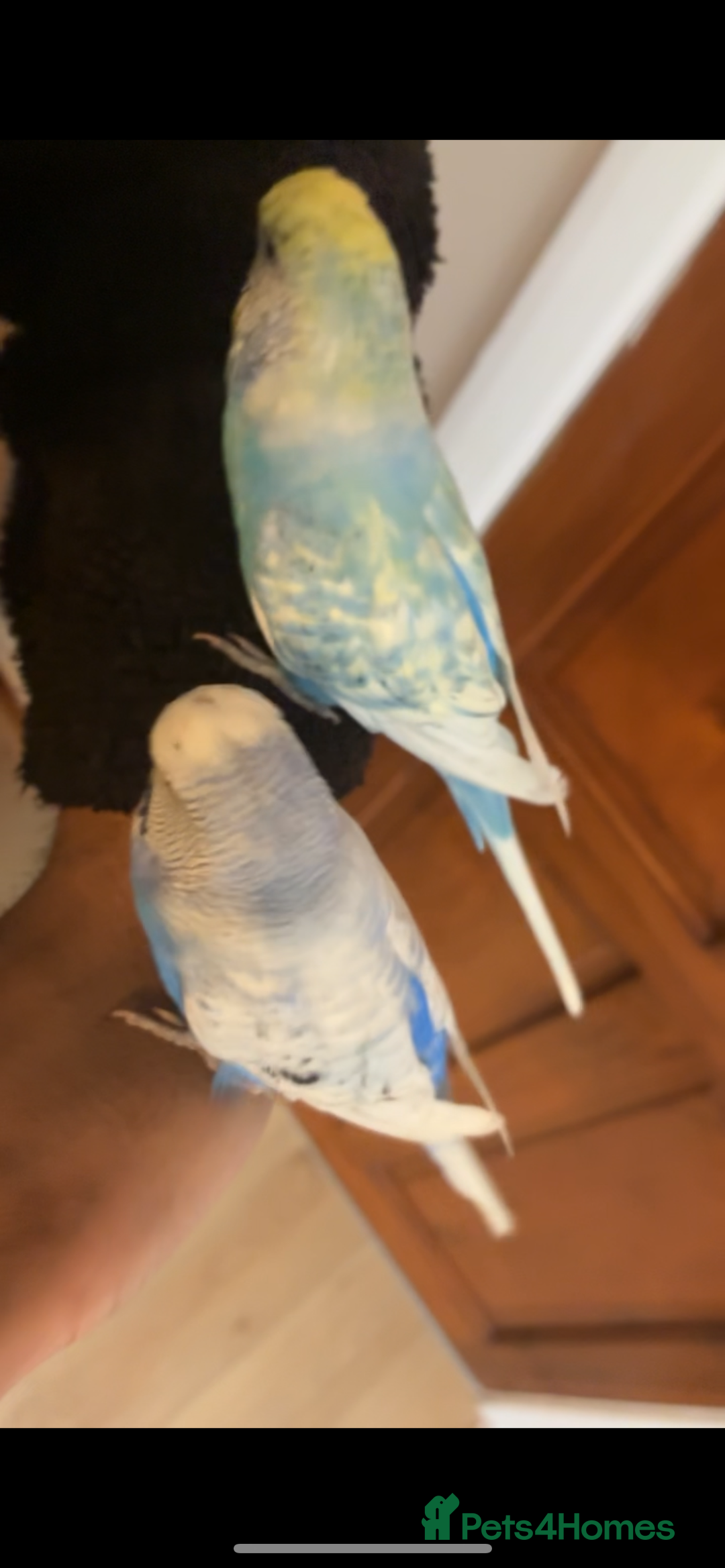 Mixed Breed birds for sale: Cute Birds - Image 14
