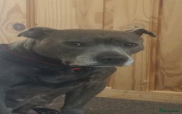 Staffordshire Bull Terrier dogs for sale: Blue/ Fawn Staffordshire Bull Terrier puppies  - Advert 1