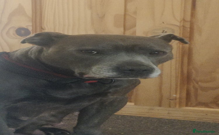 Staffordshire Bull Terrier dogs Blue/ Fawn Staffordshire Bull Terrier puppies  - Advert 2