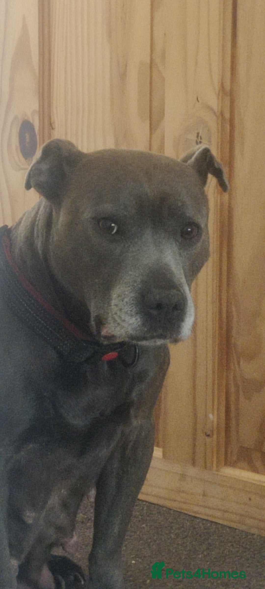 Staffordshire Bull Terrier dogs for sale: Blue/ Fawn Staffordshire Bull Terrier puppies  - Advert 1