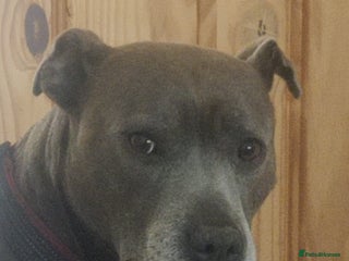 Staffordshire Bull Terrier dogs Blue/ Fawn Staffordshire Bull Terrier puppies - Advert 3