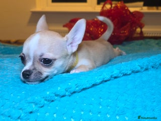 Chihuahua dogs CHIHUAHUA Puppies Ready To Go - Advert 4