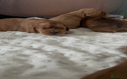 Cocker Spaniel dogs for sale: Show cocker spaniel pups ready 4th November  - Image 27
