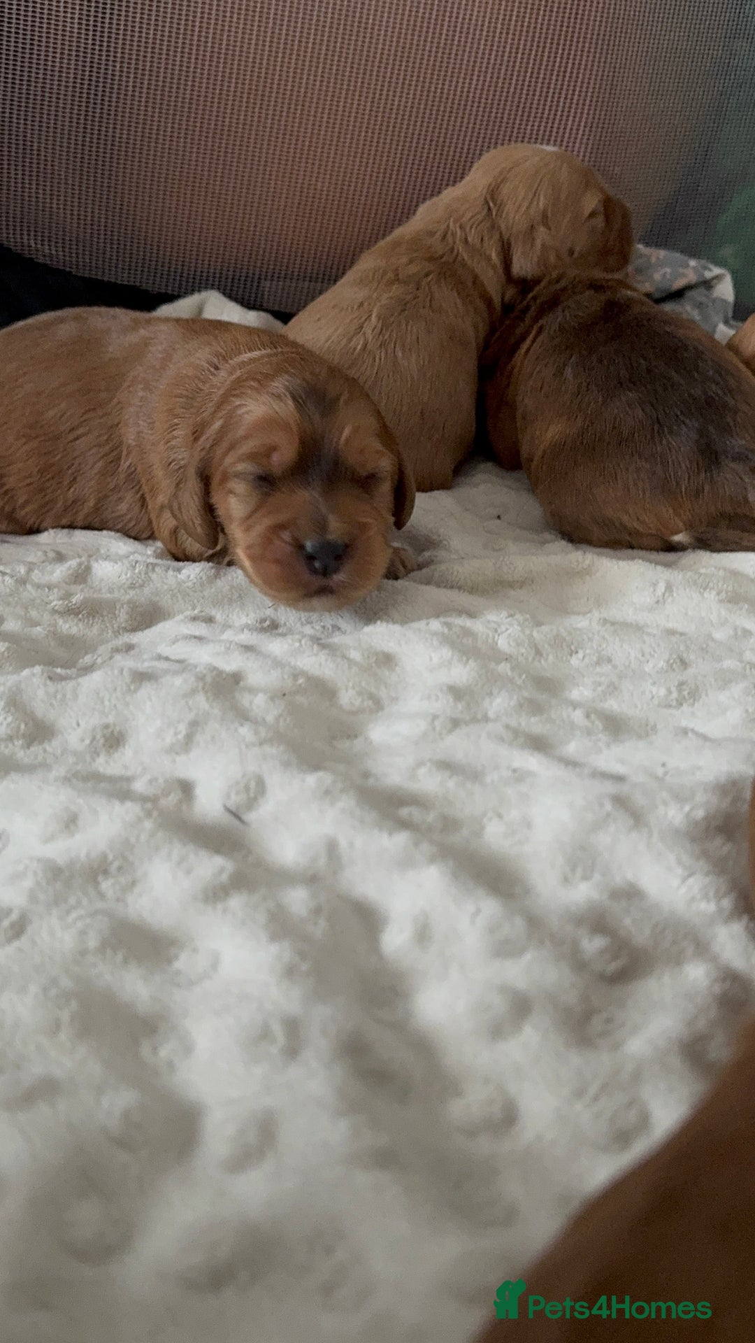 Cocker Spaniel dogs for sale: Show cocker spaniel pups ready 4th November  - Image 27