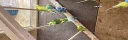 Budgerigars birds for sale: 30 adults budgies  - Advert 4
