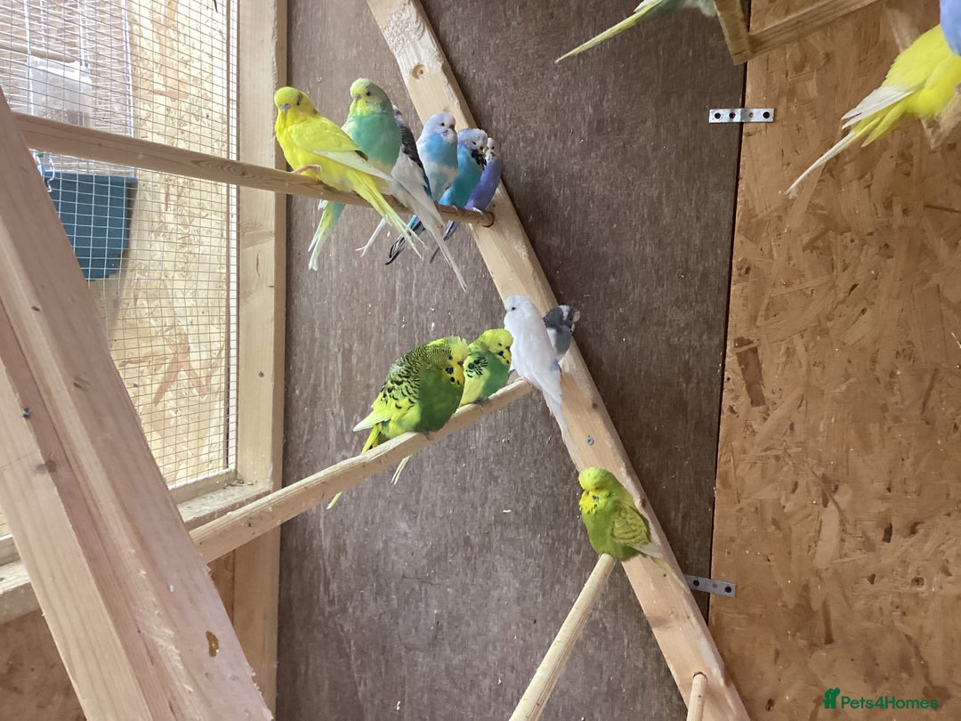 Budgerigars birds for sale: 30 adults budgies  - Advert 4