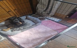 Miniature Dachshund dogs for sale: MINIATURE DACHSHUND FEMALE  - Image 4