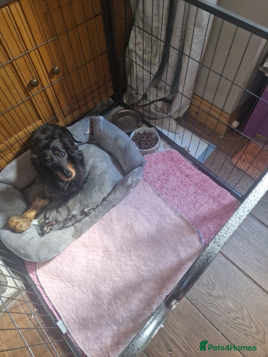Miniature Dachshund dogs for sale: MINIATURE DACHSHUND FEMALE  - Image 4