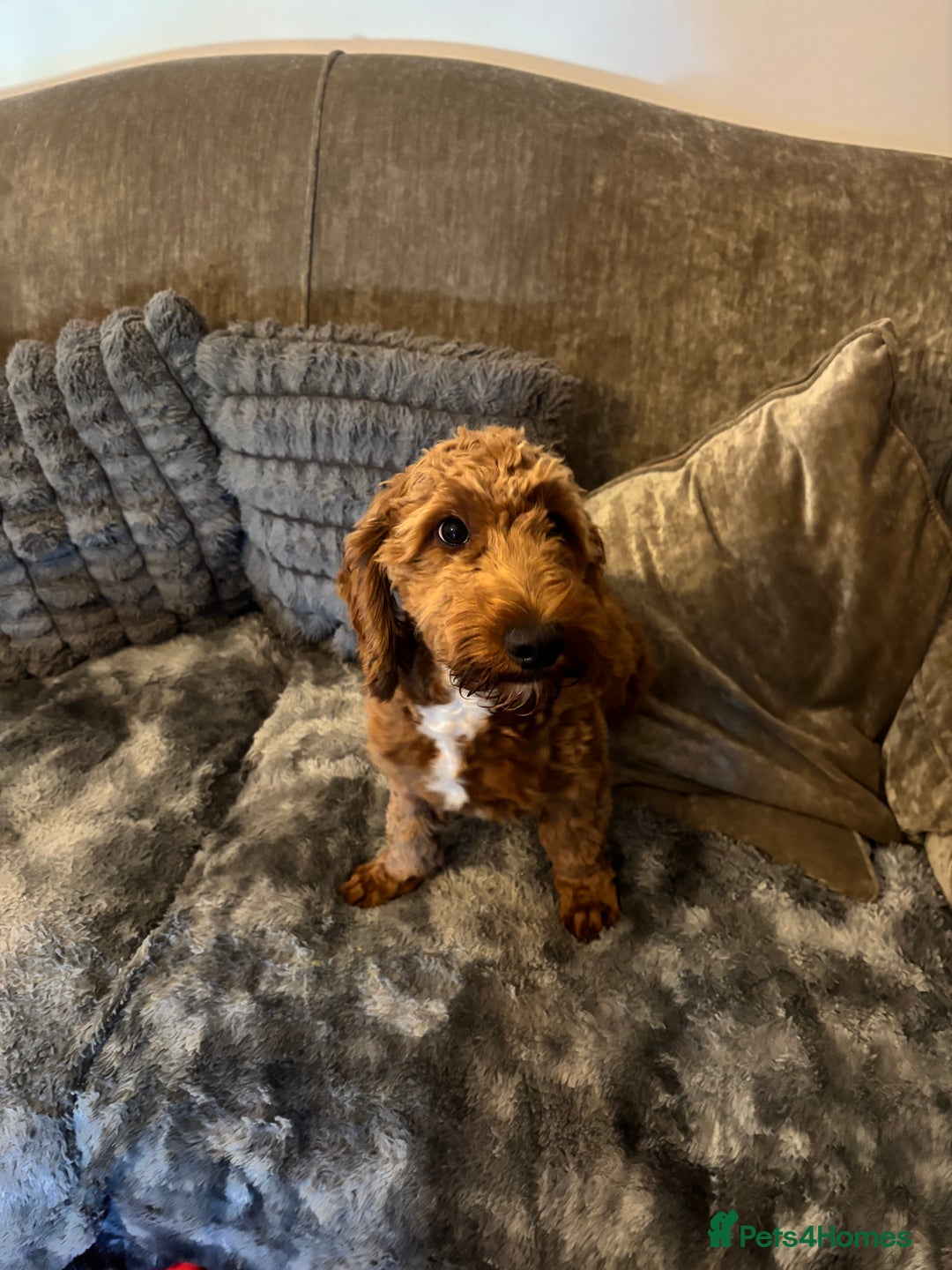 Cockapoo dogs for sale: Teddy cockapoo - Image 2