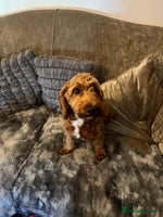 Cockapoo dogs - Advert 1