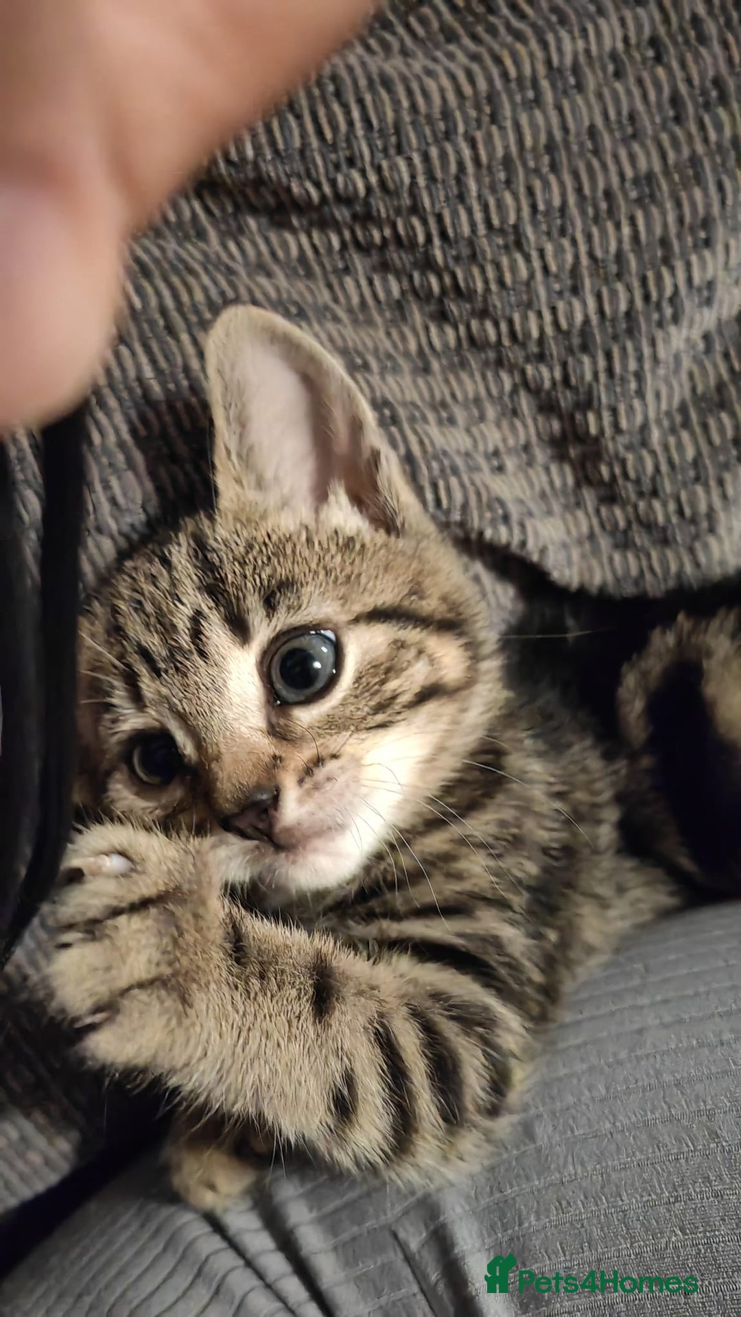 Domestic Shorthair cats for sale: Tabby kitten - Advert 2