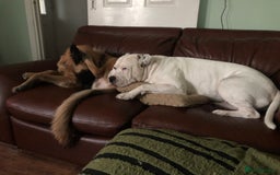 American Bulldog dogs for stud: Classic American bull 🇺🇸  - Image 17