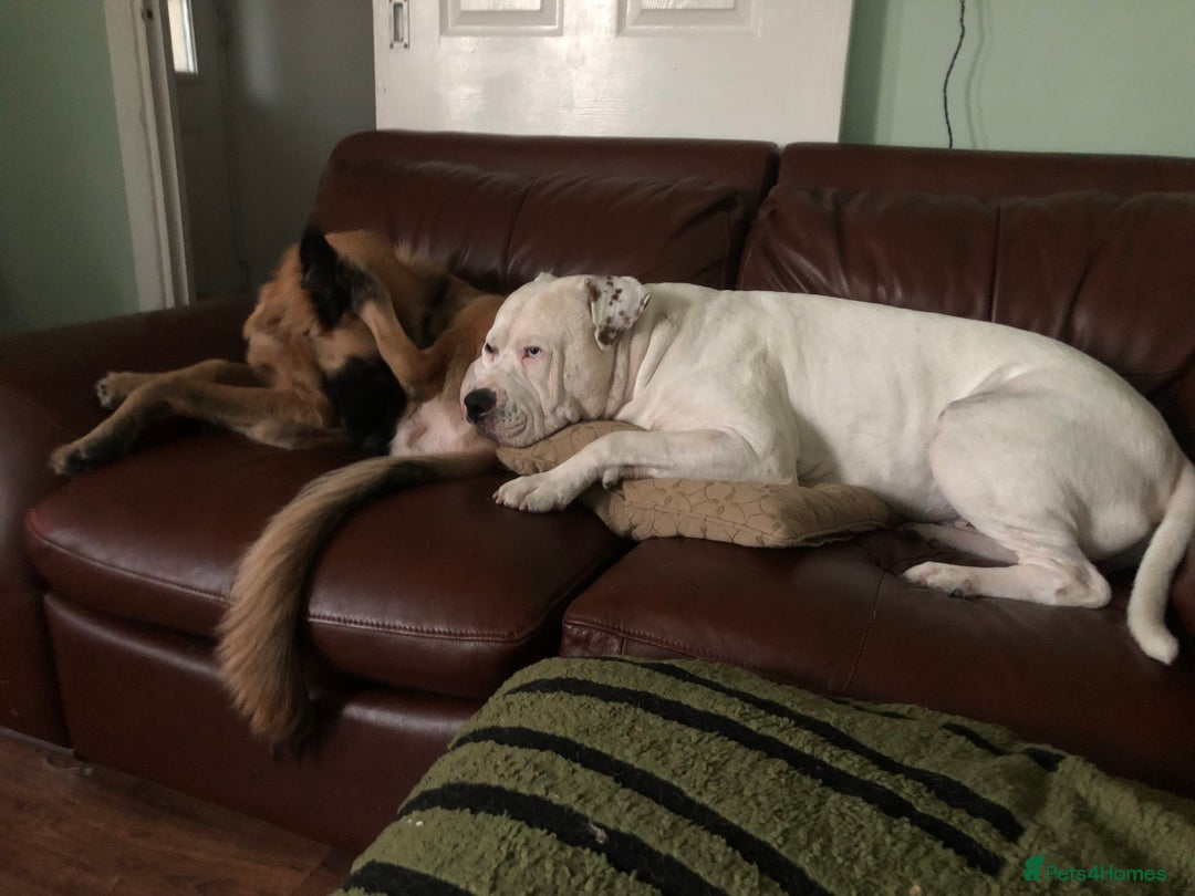 American Bulldog dogs for stud: Classic American bull 🇺🇸  - Image 17