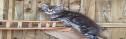 Maine Coon cats for sale: Pure Bred Maine Coon Kittens - Advert 6