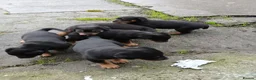 Rottweiler dogs for sale: 5 Purebred Rottweiler Puppies for Sale - Advert 3