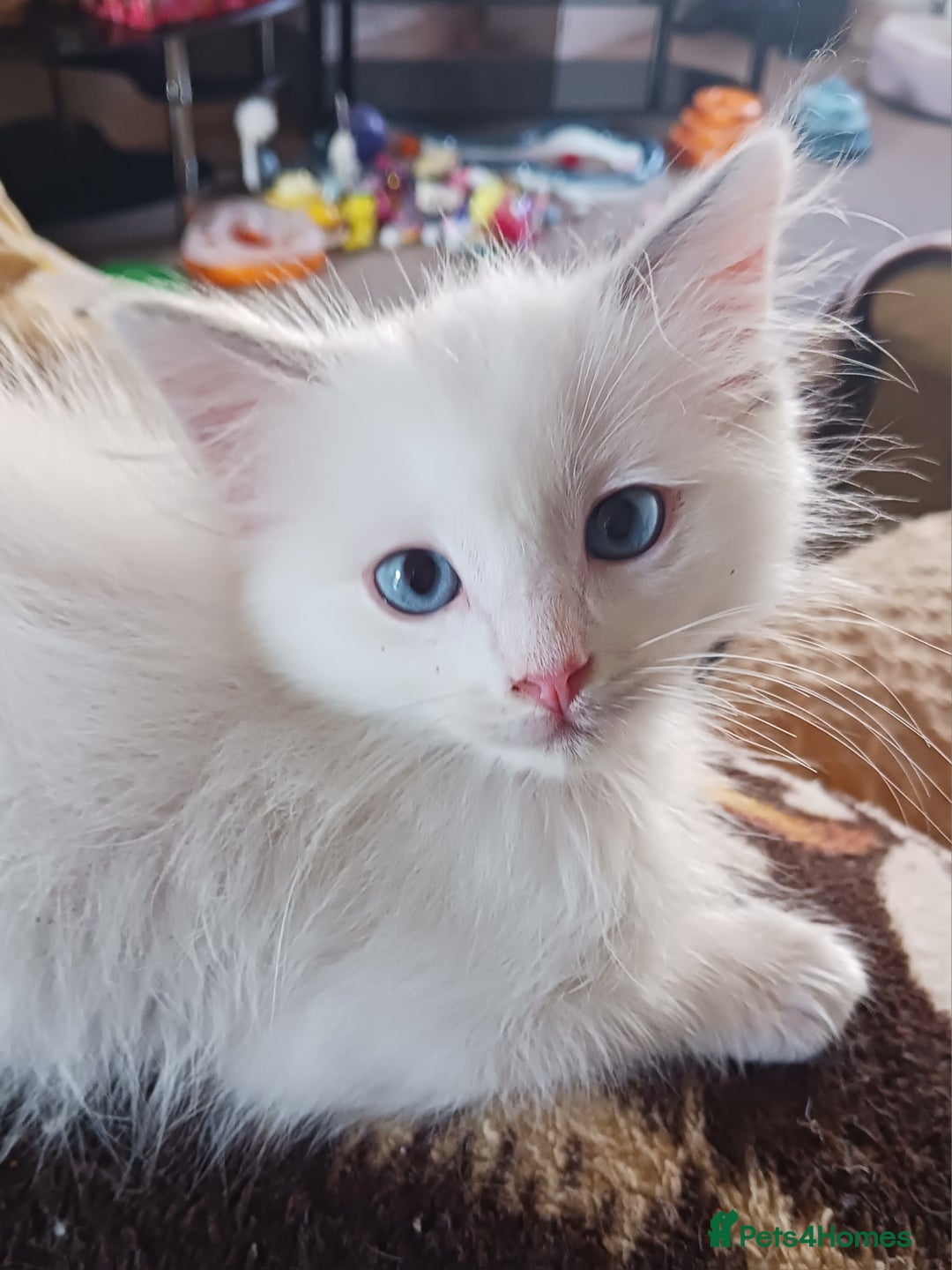 Ragdoll cats for sale: CUTE RAGDOLL KITTENS  - Image 16