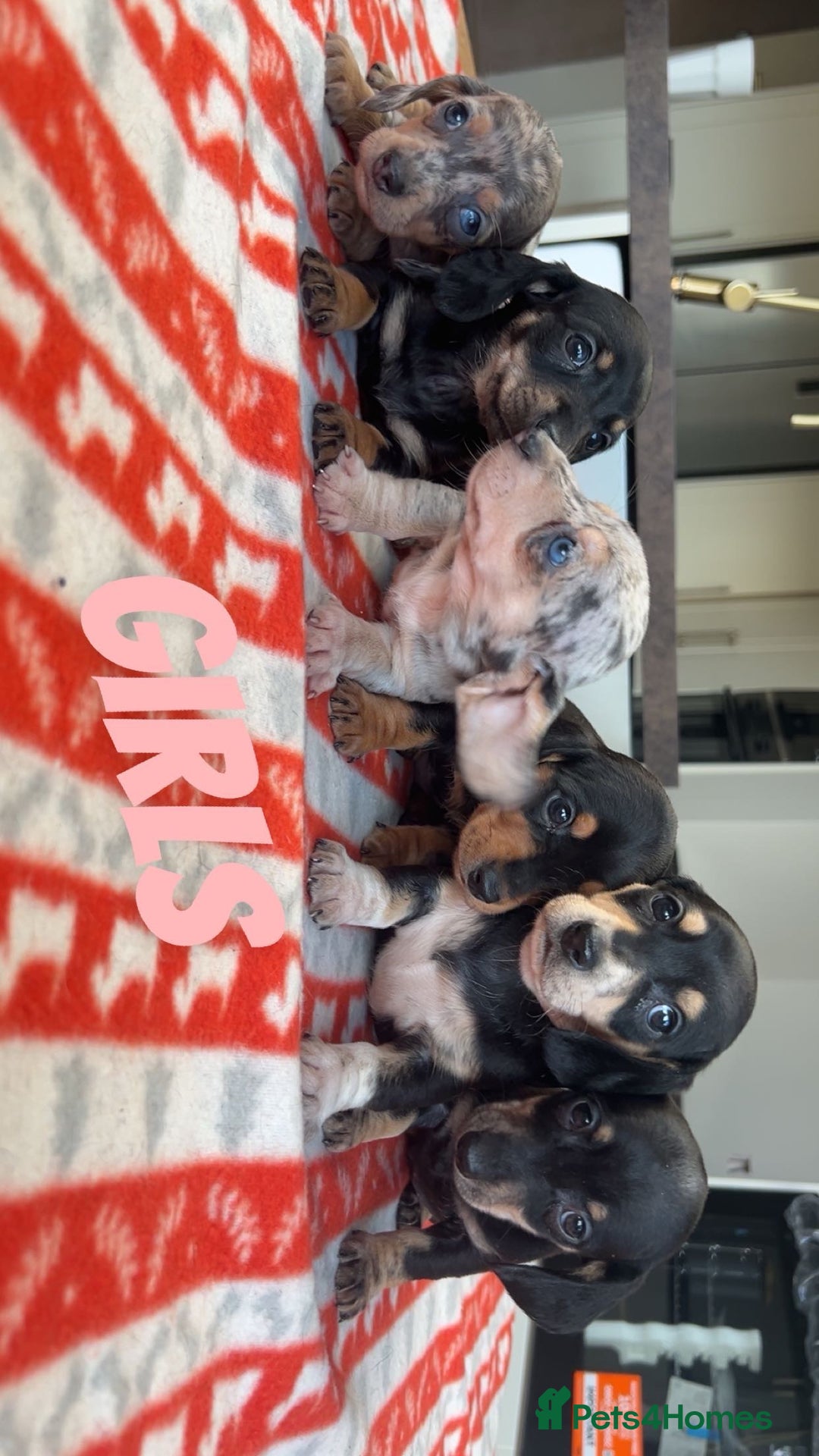 Miniature Dachshund dogs for sale: ***mini dachshunds *** - Advert 1
