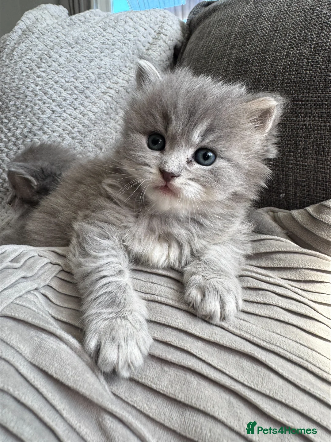 Mixed Breed cats for sale: Scottish fold cross calico  in Norwich - Advert 1