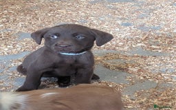 Labrador Retriever dogs for sale: Working Line Chocolate Labrador puppies  - Image 13