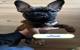 French Bulldog dogs for sale: 🌟 Beautiful French Bulldog Puppies  - Advert 12