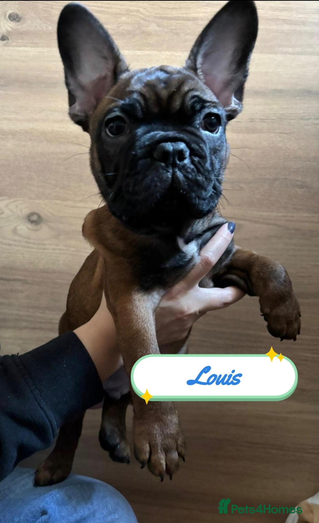 French Bulldog dogs for sale: 🌟 Beautiful French Bulldog Puppies  - Advert 12