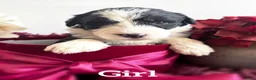 Bernese Mountain Dog dogs for sale: Old English sheepdog X bernese mountain 000 in Newton Aycliffe - Advert 1