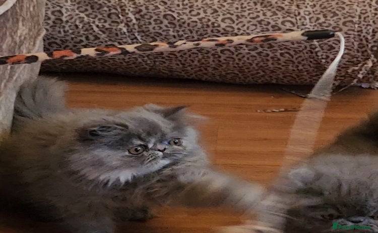 Exotic cats OUTSTANDING  QUALITY EXOTIC  KITTENS - Advert 1