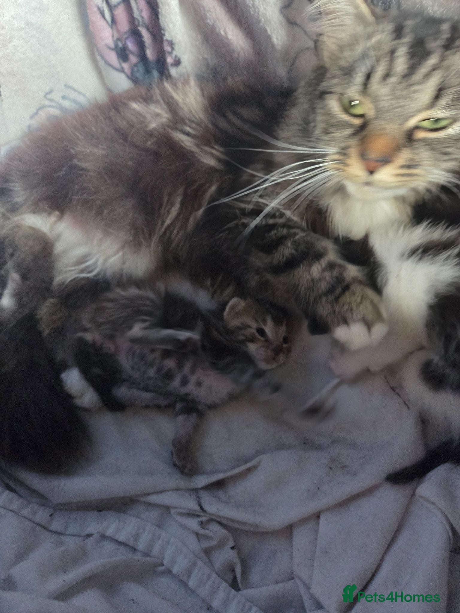 Mixed Breed cats 3 Beautiful boys and 1 stunning girl - Advert 1
