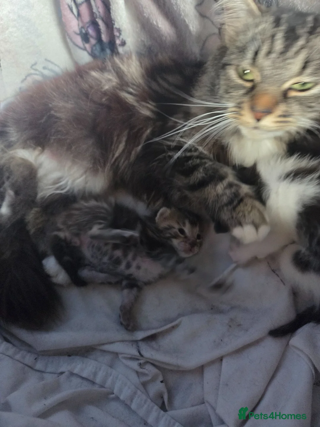 Mixed Breed cats for sale: 3 Beautiful boys and 1 stunning girl - Advert 1